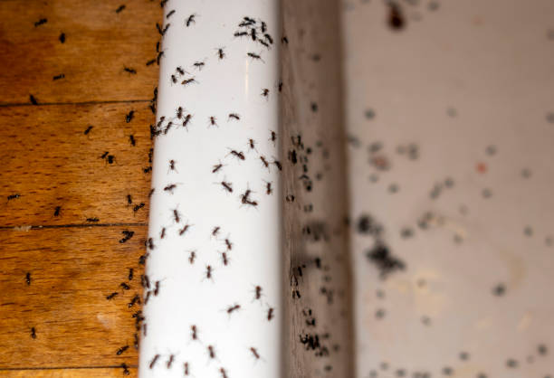 Best Rat Extermination Near Me  in Eden Prairie, MN