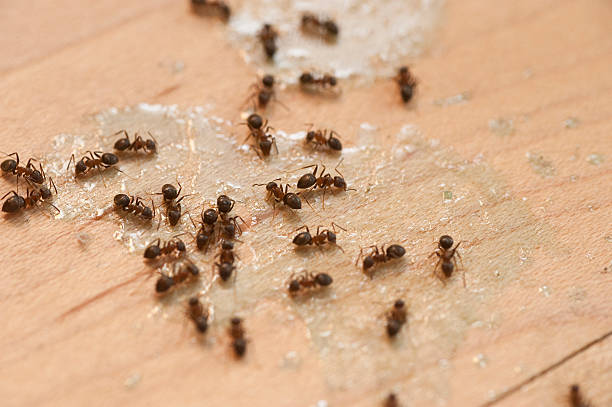 Best Commercial Pest Control Services  in Eden Prairie, MN