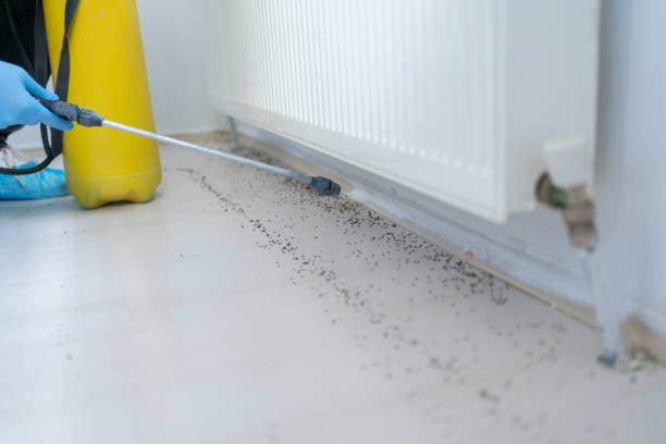 Best Insect Control  in Eden Prairie, MN
